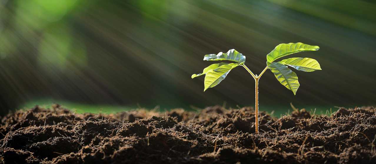 Nature Source Improved Plants
